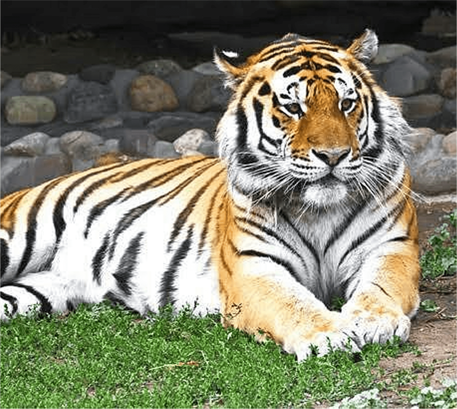 Jaipur Zoo Jaipur Zoological Garden min