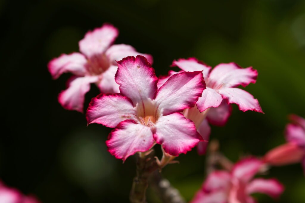 Jaipur Wedding Favours Guests Will Keep 4 Desert Rose plant (Adenium obesum), a popular succulent known for its swollen stem and vibrant blooms.
