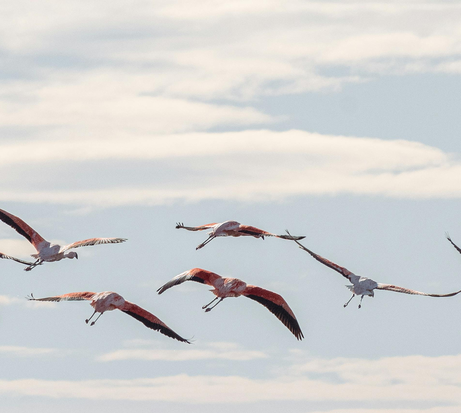 A Flamingo Paradise