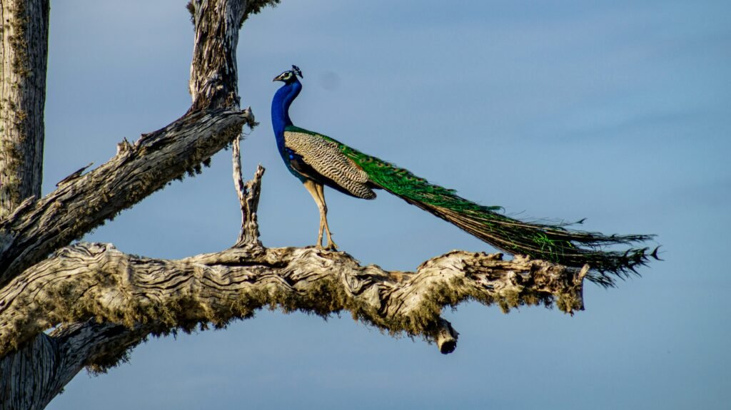 A Vocabulary of Clouds and Peacocks" is a poetic or metaphorical motif frequently used in Indian literature and classical poetry.