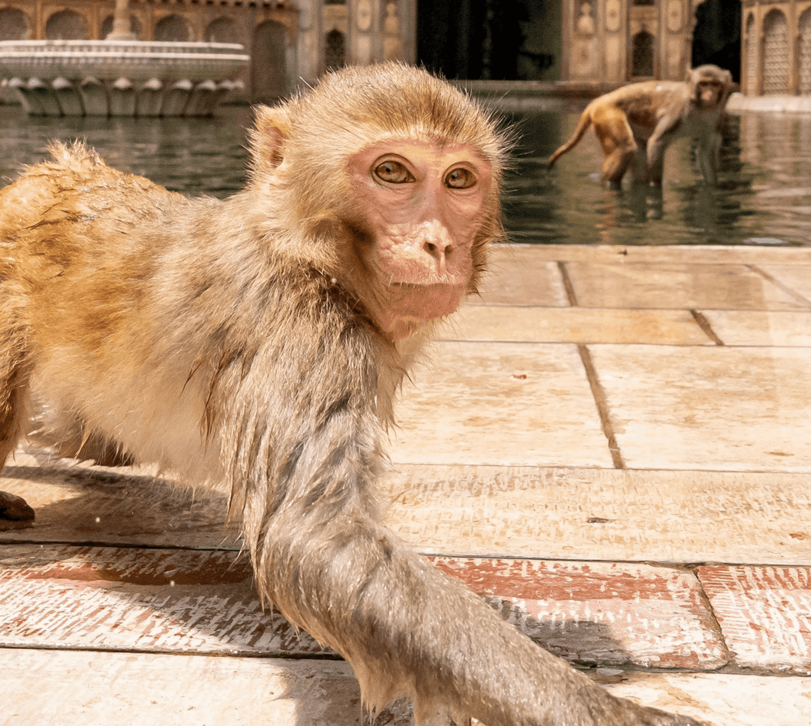 Galtaji Temple, also known as the Monkey Temple, is an ancient Hindu pilgrimage site set in a narrow mountain gorge in Jaipur, Rajasthan.